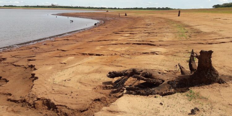 Os impactos da estiagem e das altas temperaturas para o agronegócio