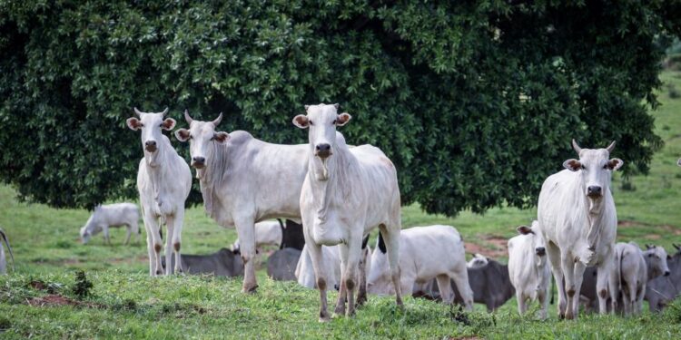 Pecuária de Mato Grosso quebra novo recorde e rebanho atinge 32,7 milhões de cabeças