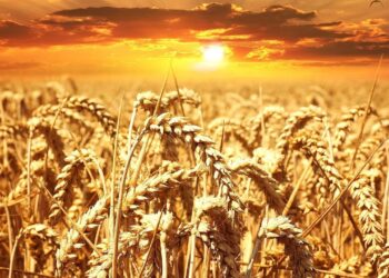 Com novidade da Embrapa, MS pode ver produtividade do trigo crescer 40% nesta safra