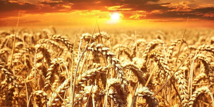Com novidade da Embrapa, MS pode ver produtividade do trigo crescer 40% nesta safra