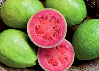 DF recebe mais uma edição da Feira da Goiaba