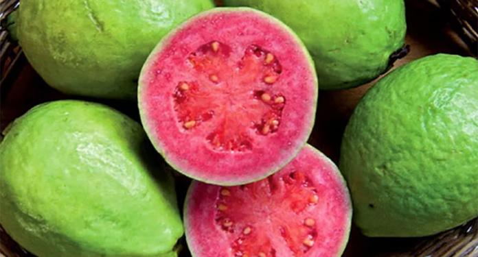 DF recebe mais uma edição da Feira da Goiaba