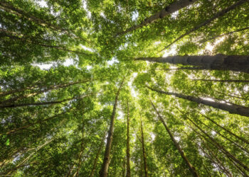 Dia da Floresta e você sabia que o Agro do Brasil é referência florestal?