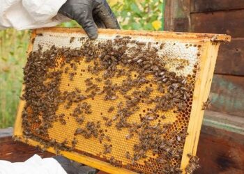 Maior produtor de mel do Centro-Oeste, MS quer crescimento de 10% em 2022