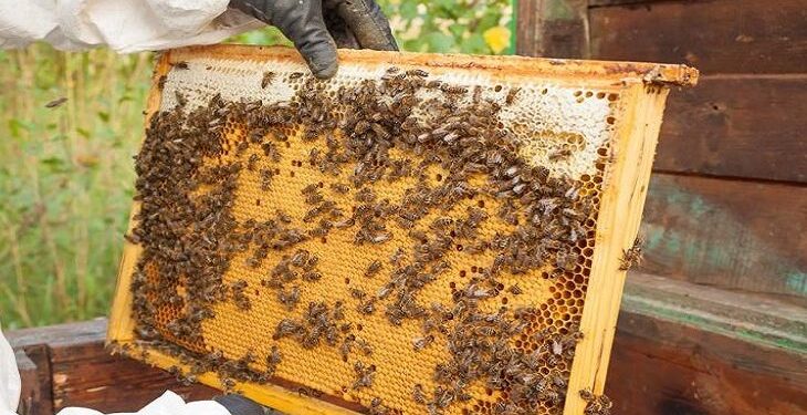 Maior produtor de mel do Centro-Oeste, MS quer crescimento de 10% em 2022