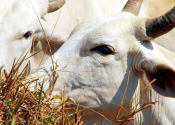 PIB: MS é o Estado que mais cresceu em dois anos, avalia consultoria