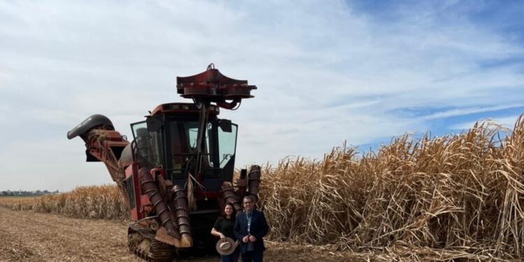 Sicoob UniCentro Br atinge recorde de R$ 504 milhões na carteira de agro