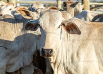 Tocantins vai reduzir a base de cálculo do ICMS para gado vivo