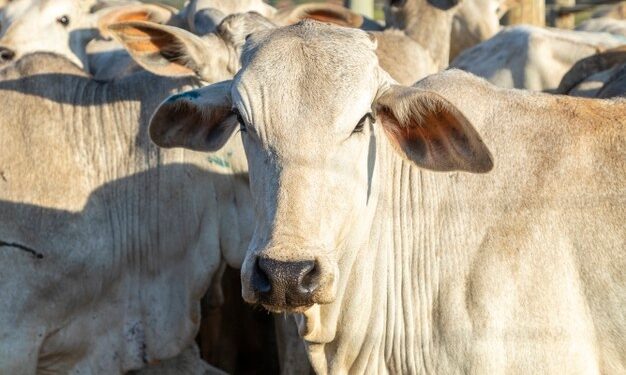 Tocantins vai reduzir a base de cálculo do ICMS para gado vivo