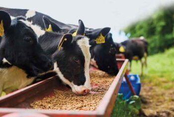 Uisa investirá R$ 53 milhões para entrar em segmento de nutrição animal