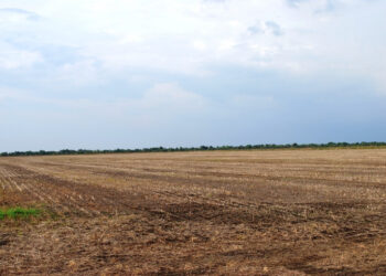 Tocantins proíbe plantio de soja até 30 de setembro para controle da ferrugem asiática