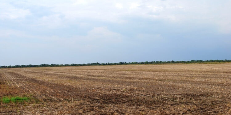 Tocantins proíbe plantio de soja até 30 de setembro para controle da ferrugem asiática