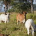 Adubação de pastagem é garantia de mais arroba por hectare