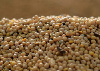 Bunge e UPL formam empresa para atender agricultores do Norte e Nordeste do Brasil