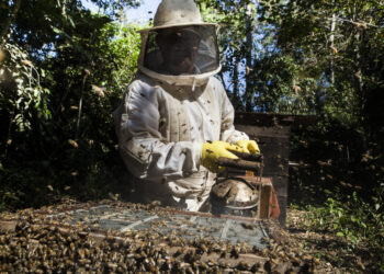 Produção de mel ultrapassa 1 tonelada após conhecimento do Senar-MT