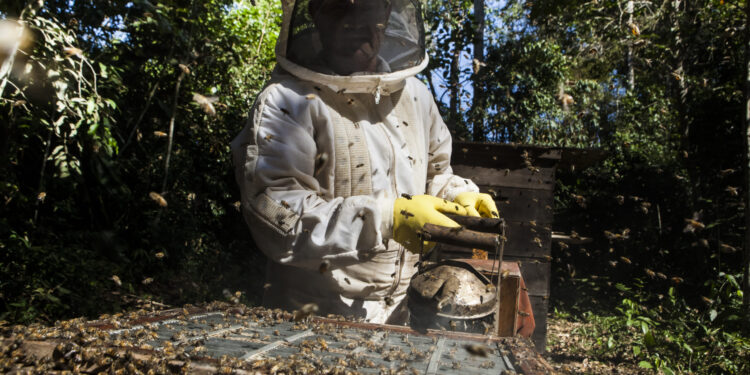 Produção de mel ultrapassa 1 tonelada após conhecimento do Senar-MT