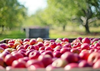 Dos hotéis às fazendas: Luxor prepara captação para agricultura regenerativa