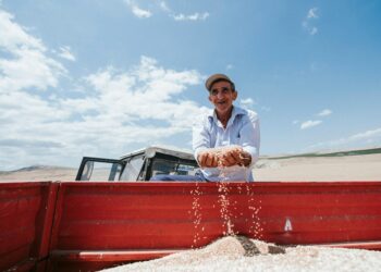 Bunge e UPL formam empresa para atender agricultores do Norte e Nordeste do Brasil