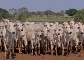MT é o primeiro Estado no ranking de produção agropecuária do país, diz MAPA