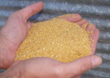 Mercado promissor: Indústrias de Mato Grosso realizam nova exportação de DDG