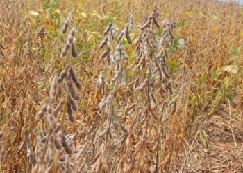 Soja ganha quatro novos herbicidas pós-emergência e um inseticida fisiológico