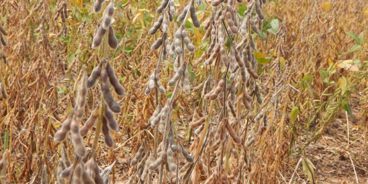 Soja ganha quatro novos herbicidas pós-emergência e um inseticida fisiológico