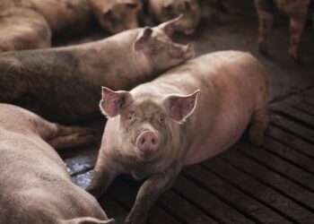 Suínos do Brasil devem ganhar mercado na República Dominicana