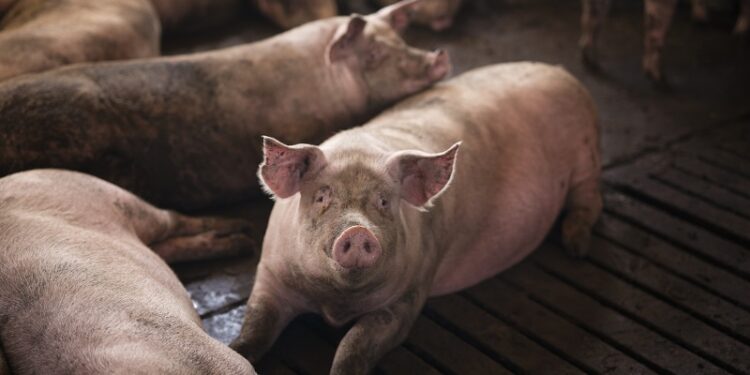 Suínos do Brasil devem ganhar mercado na República Dominicana