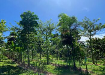 Agrofloresta em Santo Antônio de Goiás produz 15 toneladas de alimentos por ano