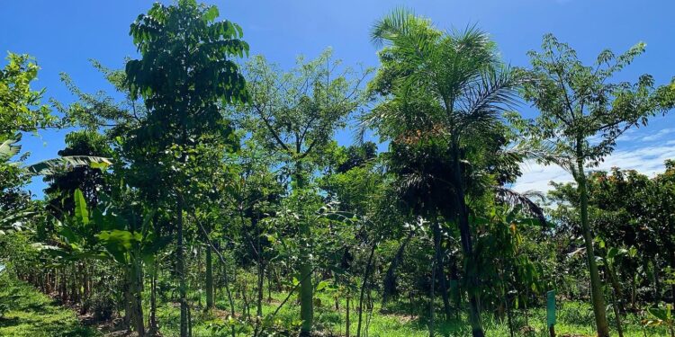 Agrofloresta em Santo Antônio de Goiás produz 15 toneladas de alimentos por ano