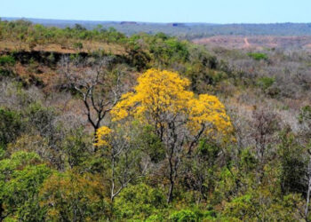 Cerrado tocantinense armazena 108 milhões de toneladas de crédito de carbono