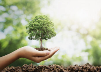 Startup coordena a 1ª operação carbono neutro no transporte rodoviário de cargas