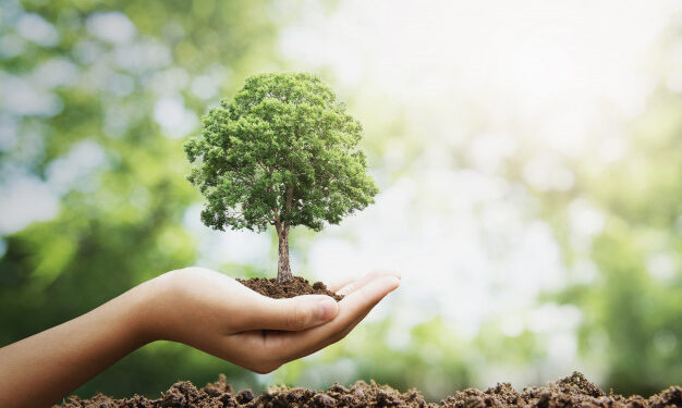 Startup coordena a 1ª operação carbono neutro no transporte rodoviário de cargas