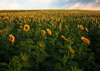 Goiás é líder na produção de girassol
