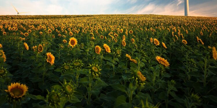 Goiás é líder na produção de girassol
