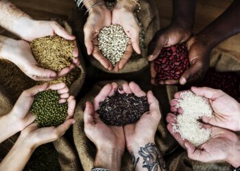 Grãos viabilizam o agronegócio e a energia solar