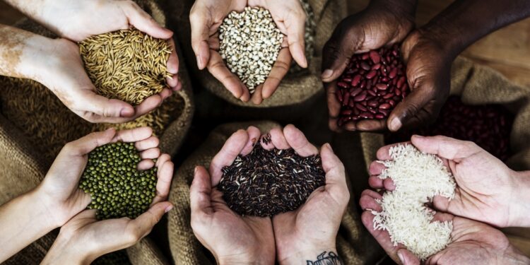 Grãos viabilizam o agronegócio e a energia solar