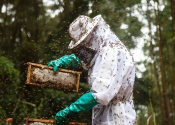 Pequenos produtores de mel do TO terão unidade de beneficiamento