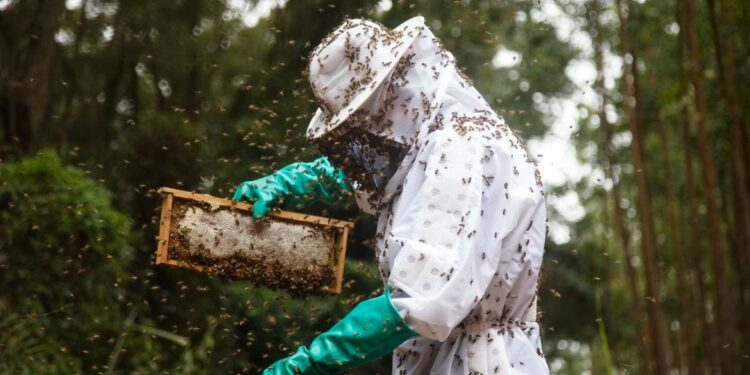 Pequenos produtores de mel do TO terão unidade de beneficiamento