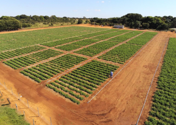 Protetor solar para folhas e frutos melhora a produtividade de lavoura de tomate em Goiás