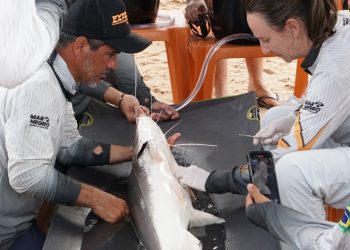 Projeto Piraíba: Com apoio do Sicoob UniCentro Br, equipamentos para monitoramento de peixes são instalados em Aruanã