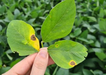 Início da safra de soja em MT teve baixa ocorrência de doenças, mas é preciso atenção