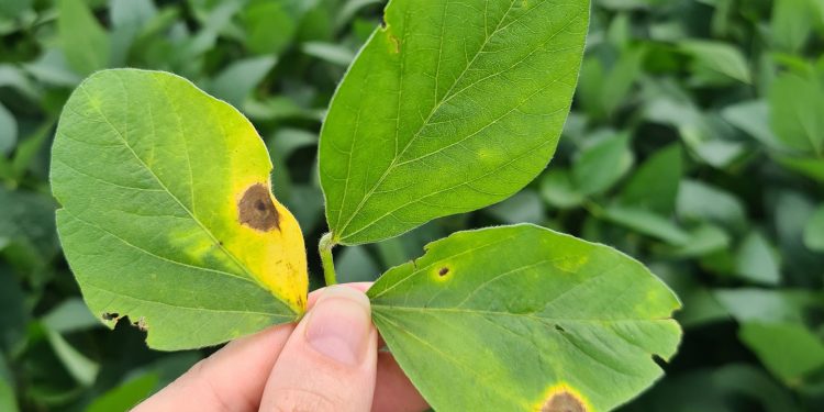 Início da safra de soja em MT teve baixa ocorrência de doenças, mas é preciso atenção