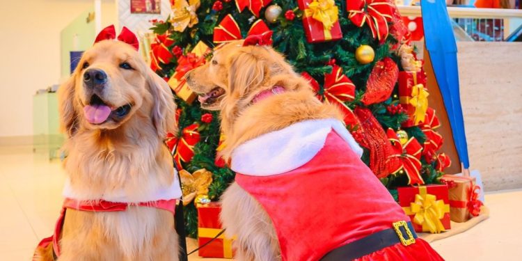 Natal Encantado EBM realiza encontro natalino de pets