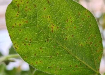 Focos de ferrugem-asiática no sul de Mato Grosso acendem alerta