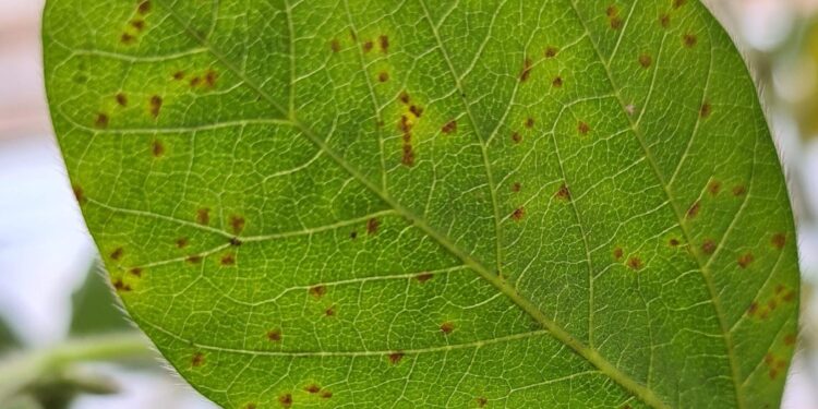 Focos de ferrugem-asiática no sul de Mato Grosso acendem alerta