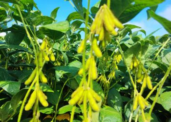 Fertilizantes biotecnológicos serão novidades na Coplacampo