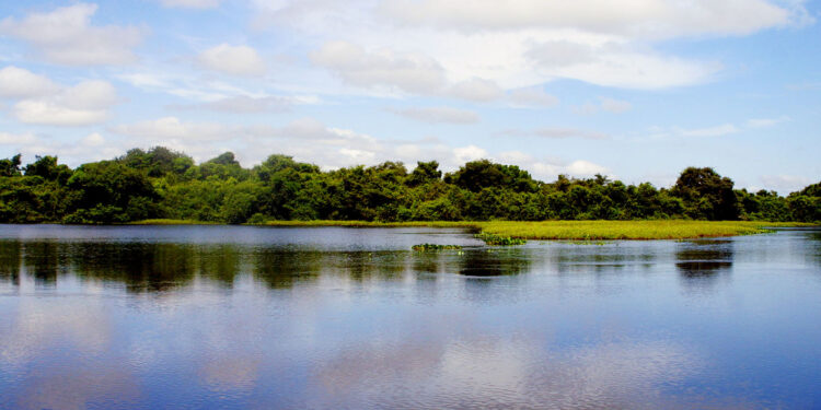 Mato Grosso e Instituto de Pesquisa do Pantanal reforçam parceria