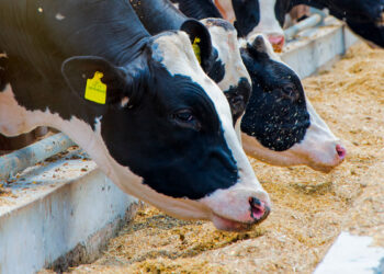 Grupo Braki pede recuperação judicial; dívidas chegam a R$ 54 milhões