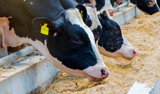 Grupo Braki pede recuperação judicial; dívidas chegam a R$ 54 milhões